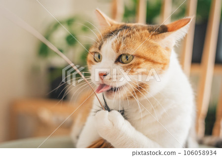 Cat playing on a chair indoors Cat playing on a chair indoors 106058934