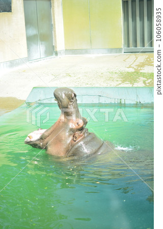 河馬打哈欠 河馬打哈欠 106058935