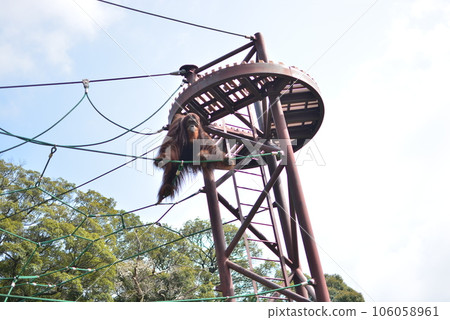 Orangutan, good tightrope walker - Stock Photo [106058961] - PIXTA