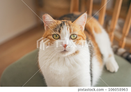 Cat playing on a chair indoors 106058963
