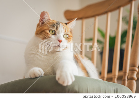 Cat playing on a chair indoors Cat playing on a chair indoors 106058969
