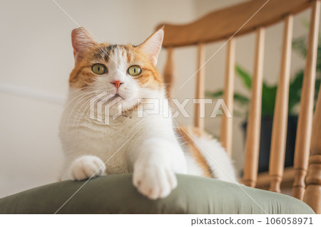 Cat playing on a chair indoors Cat playing on a chair indoors 106058971