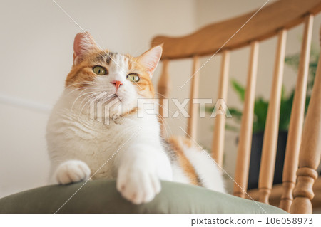 Cat playing on a chair indoors Cat playing on a chair indoors 106058973