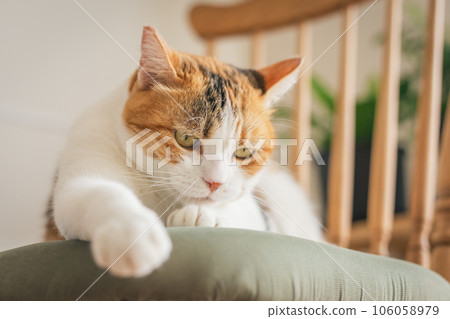 Cat playing on a chair indoors 106058979