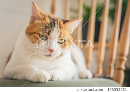 Cat playing on a chair indoors Cat playing on a chair indoors 106058981