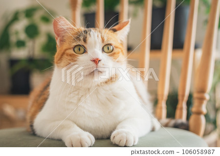 Cat playing on a chair indoors Cat playing on a chair indoors 106058987