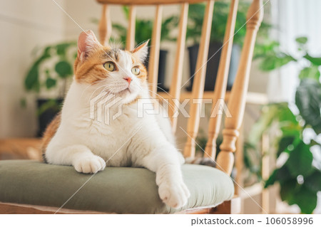 Cat playing on a chair indoors 106058996