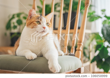 Cat playing on a chair indoors 106058999