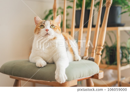 Cat playing on a chair indoors Cat playing on a chair indoors 106059000