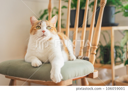 Cat playing on a chair indoors Cat playing on a chair indoors 106059001