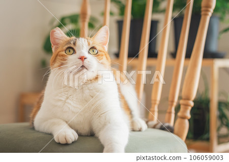 Cat playing on a chair indoors 106059003