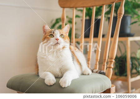 Cat playing on a chair indoors 106059006
