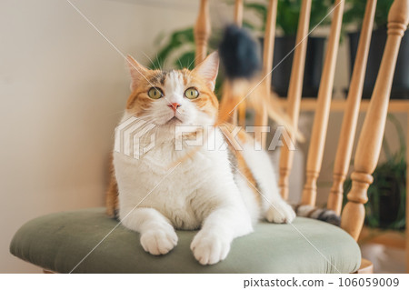 Cat playing on a chair indoors Cat playing on a chair indoors 106059009