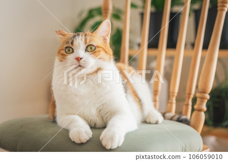 Cat playing on a chair indoors Cat playing on a chair indoors 106059010