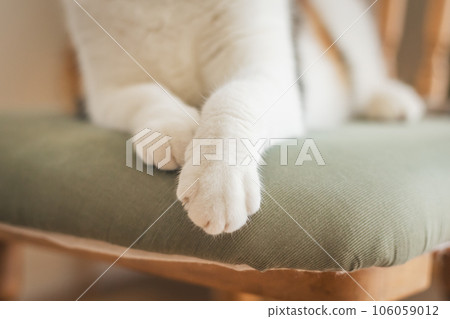 Cat playing on a chair indoors Cat playing on a chair indoors 106059012
