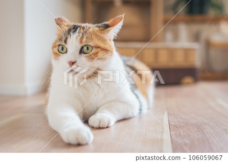 A cat that looks comfortable being brushed indoors A cat that looks comfortable being brushed indoors 106059067