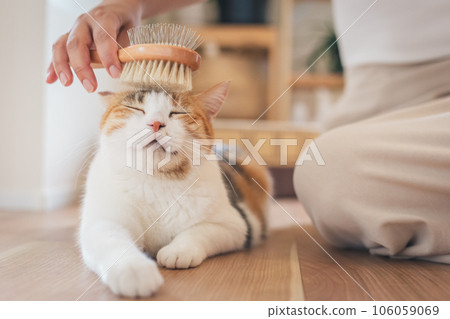 A cat that looks comfortable being brushed indoors 106059069