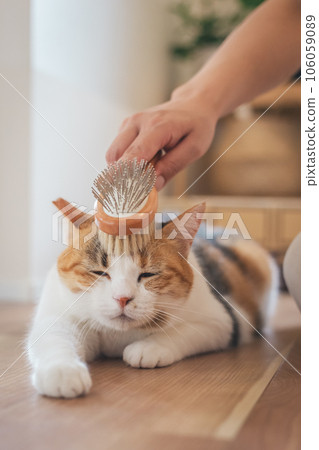 A cat that looks comfortable being brushed indoors 106059089