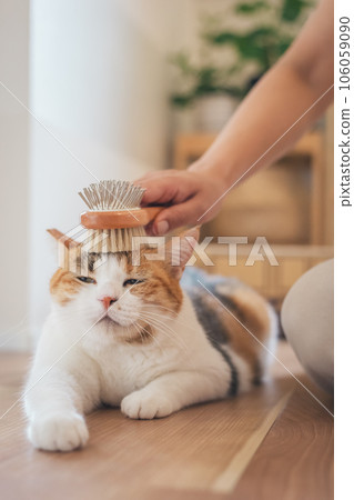 A cat that looks comfortable being brushed indoors 106059090