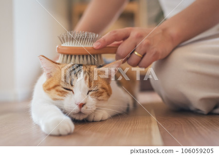 一隻在室內被刷毛看起來很舒服的貓 一隻在室內被刷毛看起來很舒服的貓 106059205