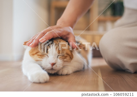 A cat that looks comfortable being brushed indoors A cat that looks comfortable being brushed indoors 106059211