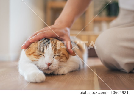 A cat that looks comfortable being brushed indoors 106059213