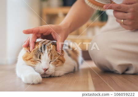 A cat that looks comfortable being brushed indoors 106059222