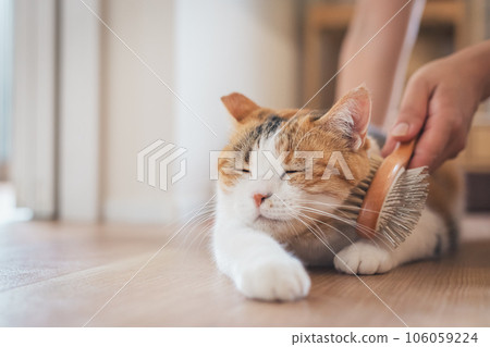 一隻在室內被刷毛看起來很舒服的貓 一隻在室內被刷毛看起來很舒服的貓 106059224