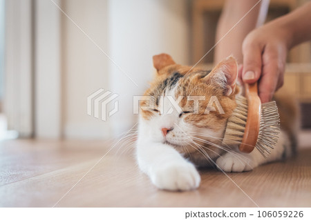 一隻在室內被刷毛看起來很舒服的貓 一隻在室內被刷毛看起來很舒服的貓 106059226
