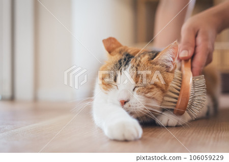 一隻在室內被刷毛看起來很舒服的貓 106059229