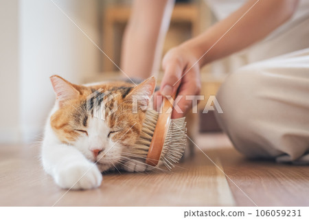 A cat that looks comfortable being brushed indoors A cat that looks comfortable being brushed indoors 106059231