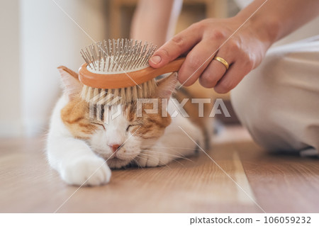 A cat that looks comfortable being brushed indoors A cat that looks comfortable being brushed indoors 106059232