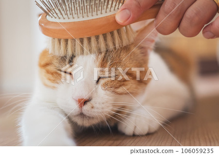 A cat that looks comfortable being brushed indoors A cat that looks comfortable being brushed indoors 106059235