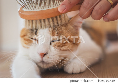 A cat that looks comfortable being brushed indoors A cat that looks comfortable being brushed indoors 106059236