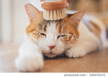 A cat that looks comfortable being brushed indoors A cat that looks comfortable being brushed indoors 106059243