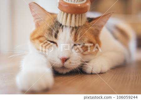 A cat that looks comfortable being brushed indoors A cat that looks comfortable being brushed indoors 106059244