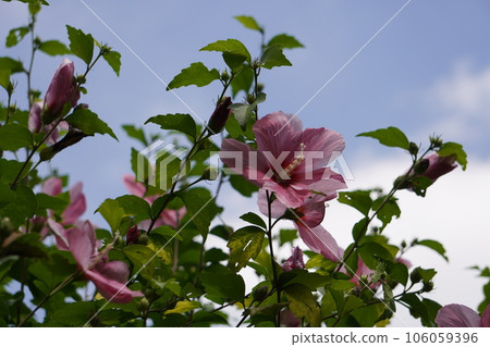 Rose of Sharon flowers and white clouds 106059396