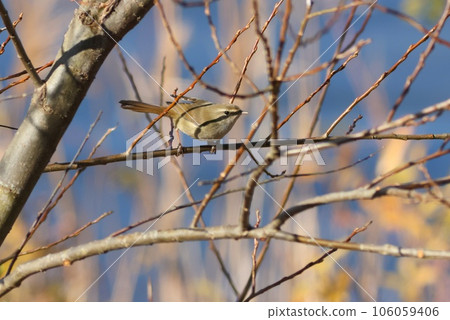 Warbler in winter Coming out of the bush Plain color Wild bird 106059406