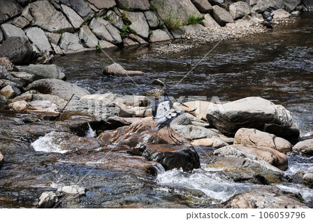 A gray heron landing on the Miya River in Takayama 106059796