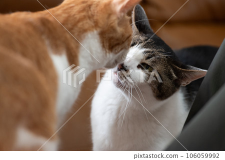 sniffing cat sniffing cat 106059992