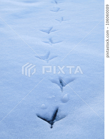 Bird footprints left in the snow 106060089