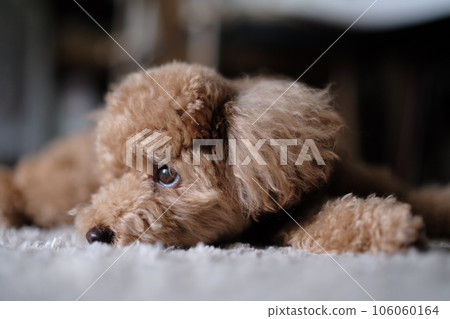 poodle waiting in the living room 106060164
