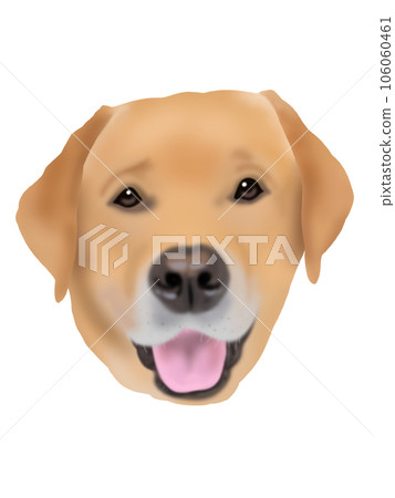 labrador retriever face 106060461