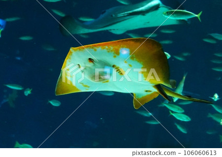 受歡迎的水族館黃貂魚 106060613