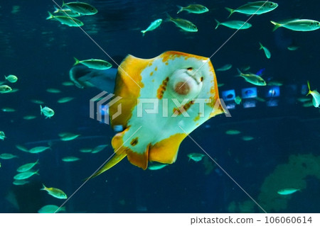 受歡迎的水族館黃貂魚 106060614