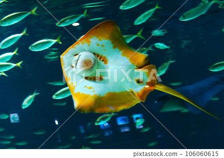 受歡迎的水族館黃貂魚 受歡迎的水族館黃貂魚 106060615
