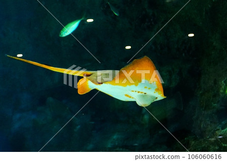 受歡迎的水族館黃貂魚 受歡迎的水族館黃貂魚 106060616