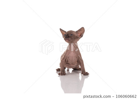 Canadian sphynx kitten 106060662