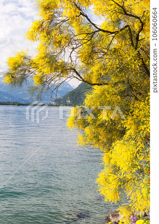Mountains and lake Geneva 106060664