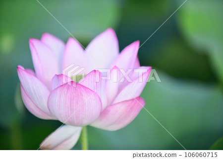 Fantastic lotus flower garden Old lens Fantastic lotus flower garden Old lens 106060715